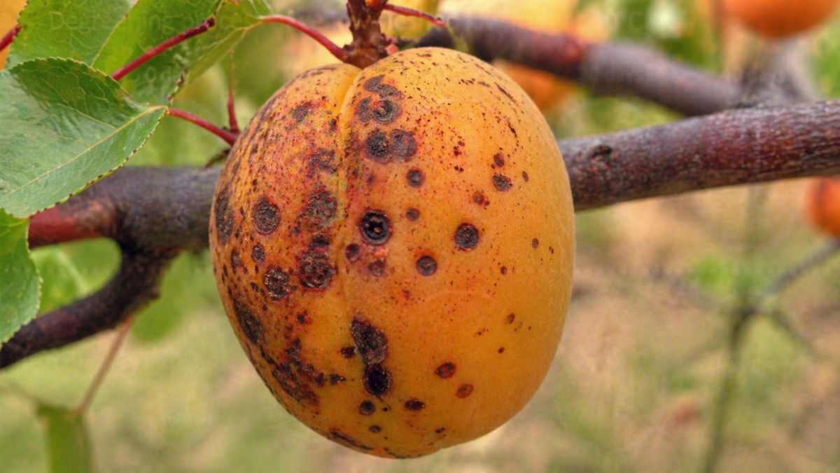 Campo electrostático de bajo voltaje como estrategia poscosecha para reducir la mancha negra en albaricoque.jpg